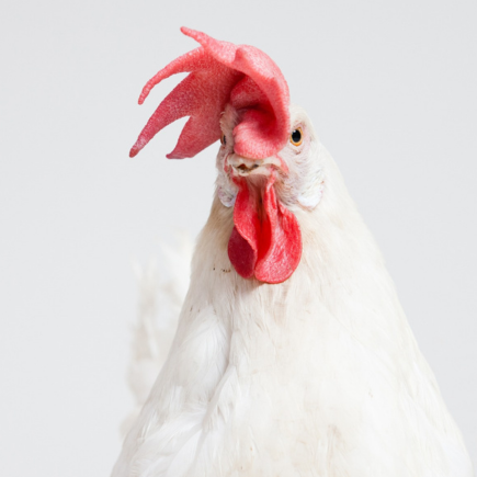 Chicken Wings & Weltpolitik: Planspiel