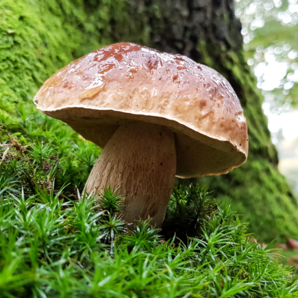 Pilze im Klimawandel: Exkursion